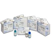Invertase